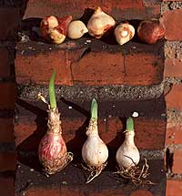 Plant Bulb Identification Chart