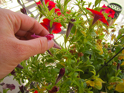 deadheading