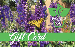 2018giftcardLG