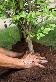 planting