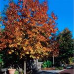 Shumarddi Oak