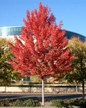 Autumn Blaze Maple
