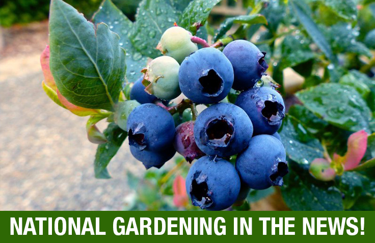 PAYNES_nationalgardening2.14.20