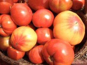 heirloomTOMATO