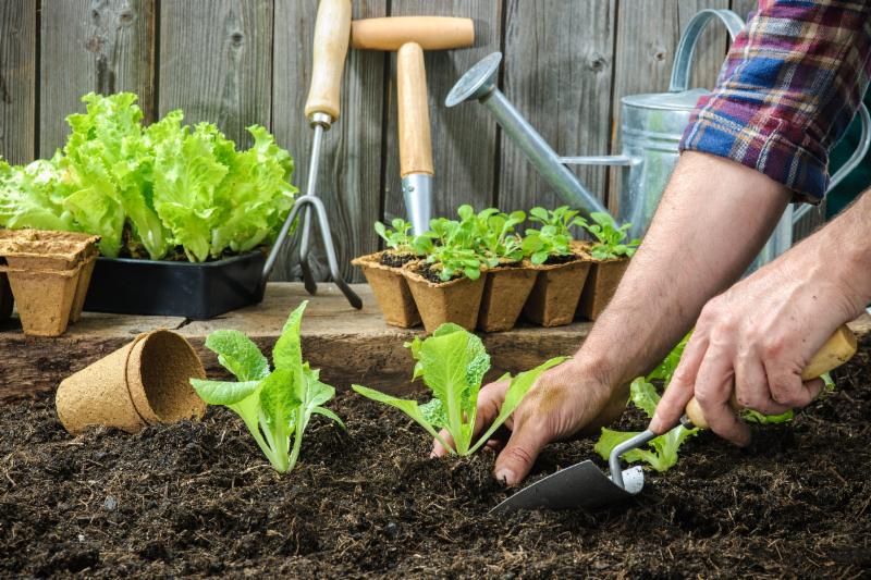 planting