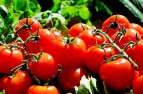 tomatoesz
