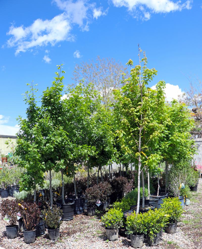 trees2019fx