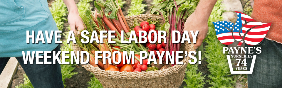 PAYNES_sliderLABOR2026