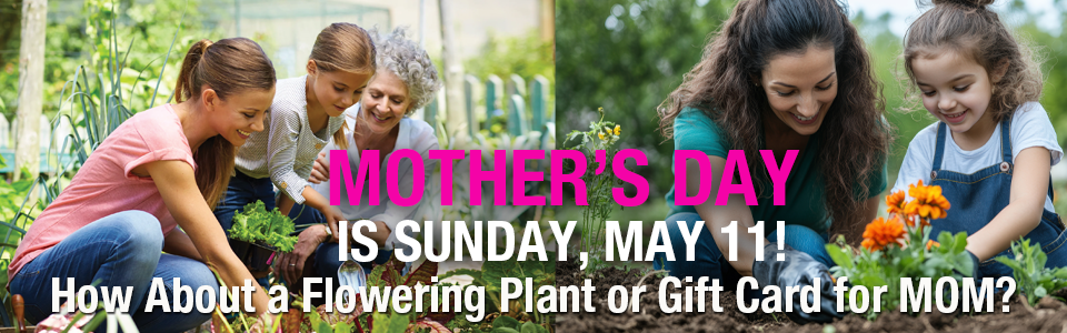 PAYNES_sliderMOTHERSDAY2025