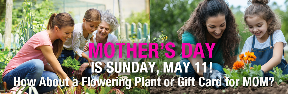 PAYNES_sliderMOTHERSDAY2025