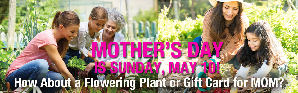 PAYNES_sliderMOTHERSDAY2026