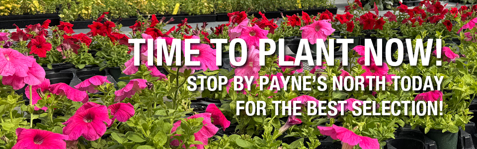 PAYNES_sliderPLANTNOW