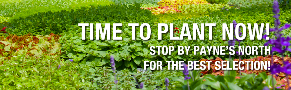 PAYNES_sliderPLANTNOW2025-1
