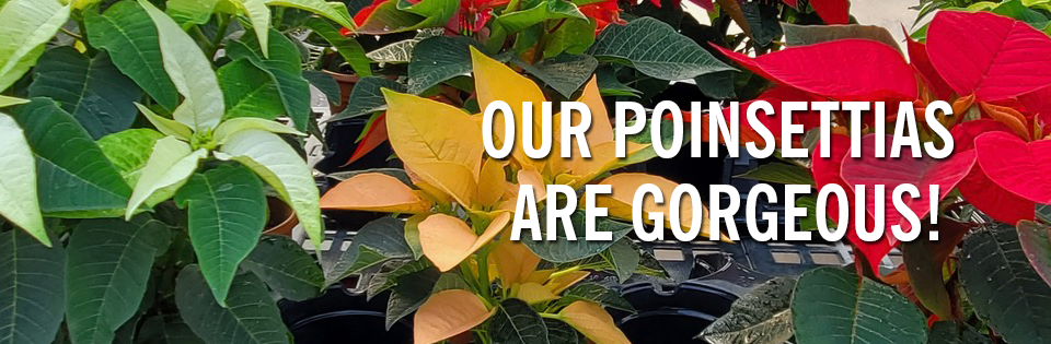 PAYNES_sliderPOINS2025