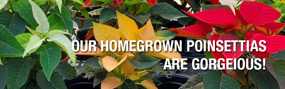 PAYNES_sliders2025poins