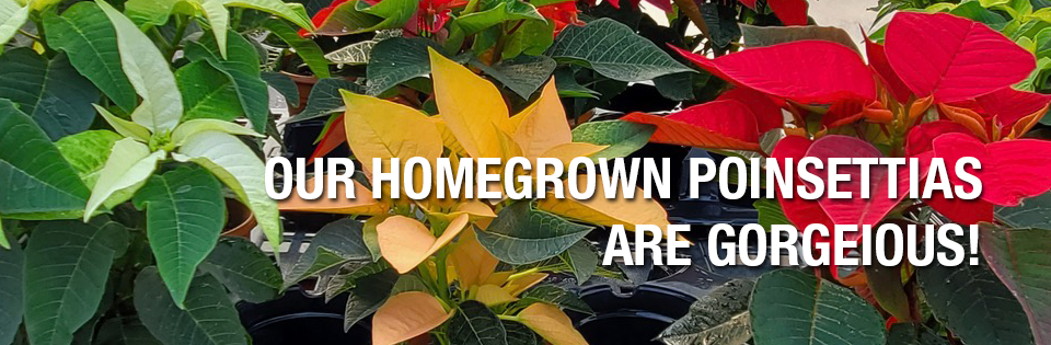 PAYNES_sliders2025poins