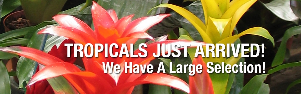 paynes_sliderstropicals