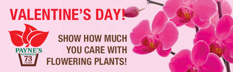 PAYNES_slidervday2025