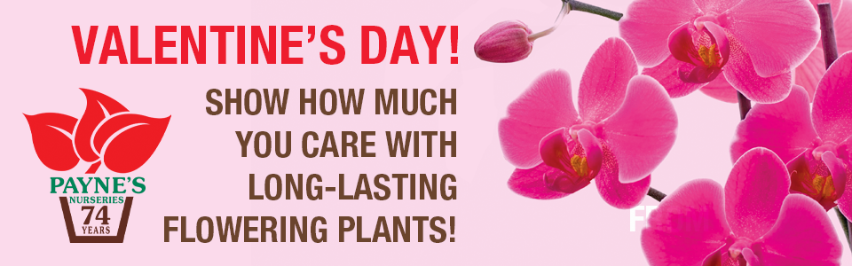 PAYNES_slidervday2026