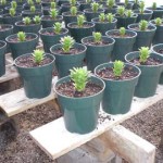 Baby Easter lilies.