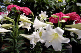 Lilies in all their glory, ready to celebrate Easter. Gift wrapping and local delivery are available.