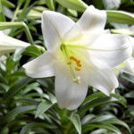 Payne's Easter lilies are full, fresh and fragrant indoors and can be planted outdoors after May 15. 