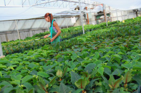 poinsettias-watering-8-27-10