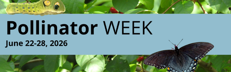 pollinator week