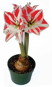 amaryllis