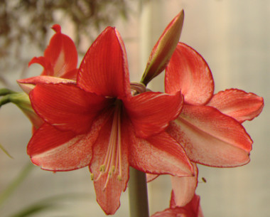 Amaryllis