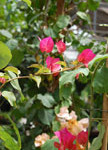 bougainvillea-cu