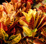 croton_web