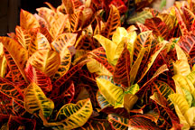 Crotons