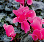 hot-pink-cyclamen-web