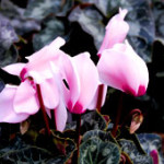 lt-pink-cyclamen-sm-web