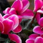 pink_cyclamen_cu-web