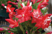 Christmas Cactus