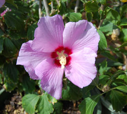 Althea – Rose of Sharon