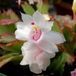 wt-xmas-cactus_web