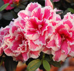 azaleas-pink-wt-web