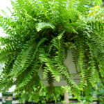 boston-fern-hanging-web