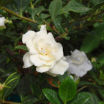 gardenia-web