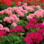 geraniums_0212-web