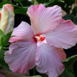 hibiscus-pink_1817-web