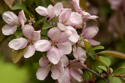 Flowering Crabapple – Indian Magic