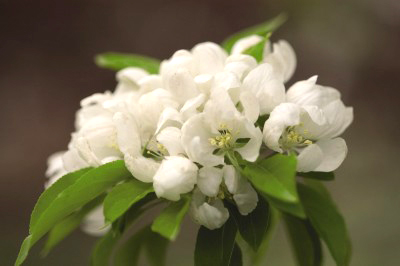 Flowering Crabapple-Spring Snow