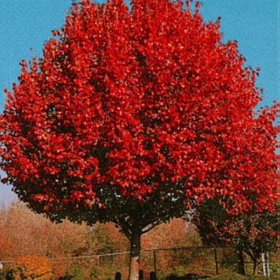 Flowering Pear-Autumn Blaze