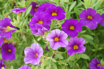 Calibrachoa