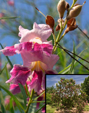 Desert Willow