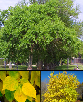 Osage Orange